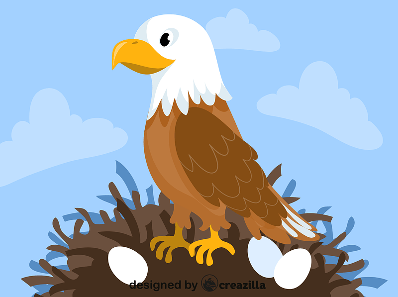 Bald eagle in a nest