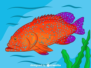 Blue Spotted Grouper