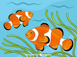 Amphiprion Ocellaris (Clownfish, Nemo)