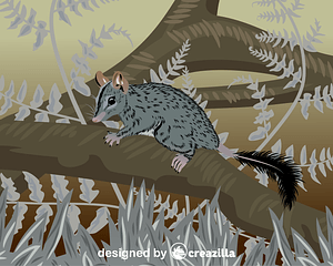 Brush-tailed Phascogale
