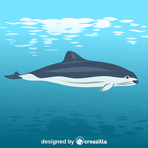 Spectacled porpoise