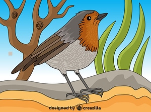 Robin