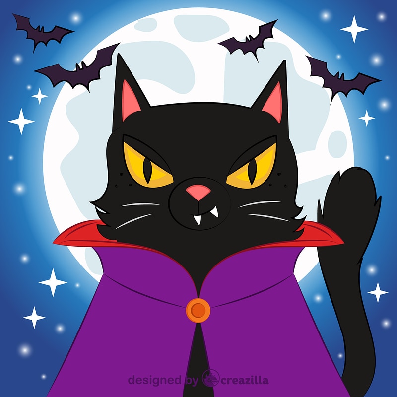 Black cat