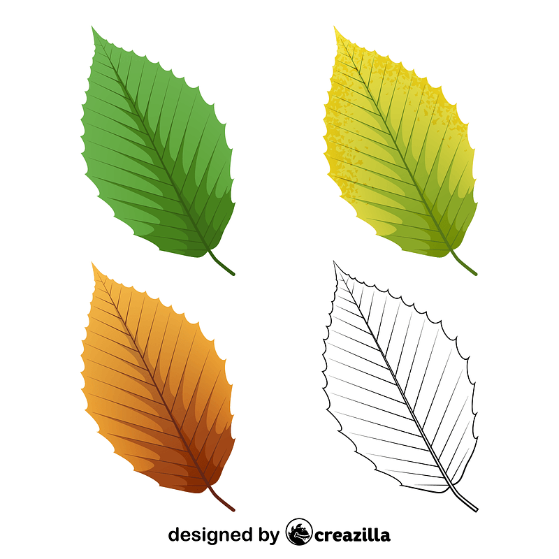 American beech leaves