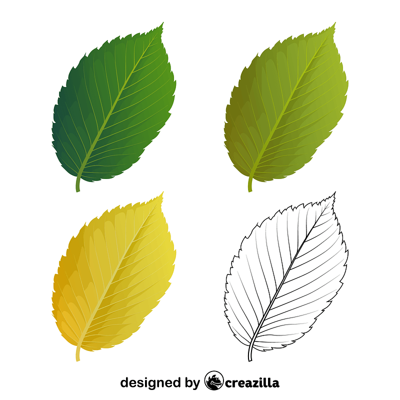 American elm leaves