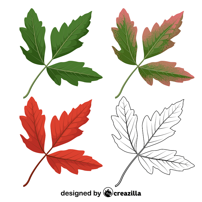 Paperbark maple leaves