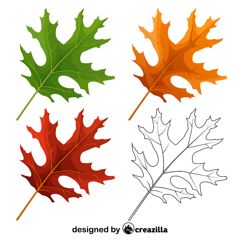 Scarlet oak leaves