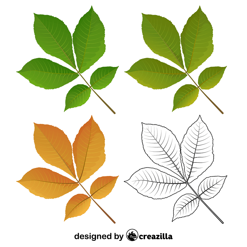 Shagbark hickory tree leaves