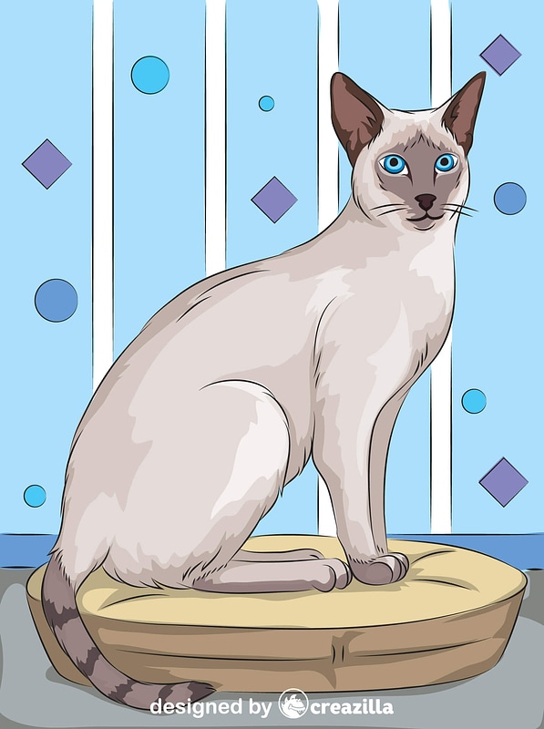 Siamese Cat