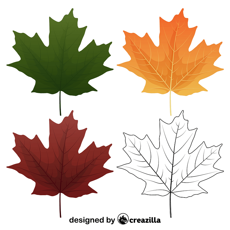 Sugar maple leaves
