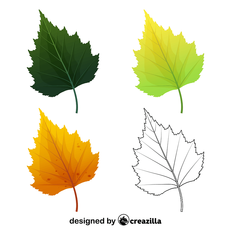 Silver birch tree leaves