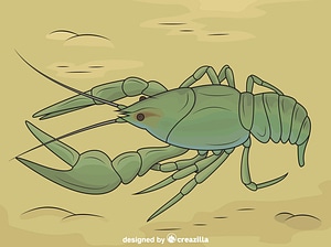 Danube Crayfish