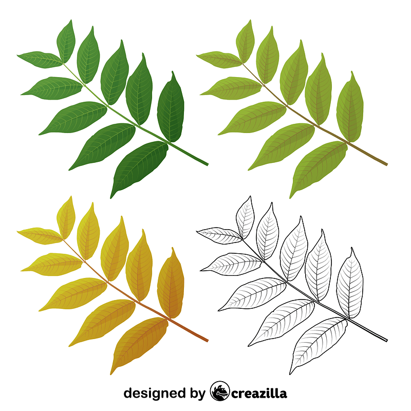 Black walnut leaves