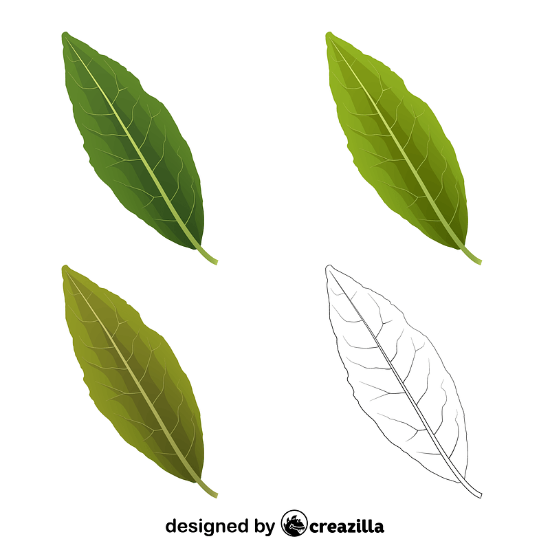 Laurel tree leaves