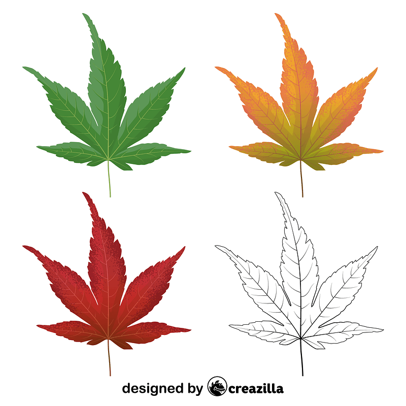 Japanese maple leaves
