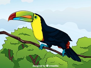 Toucan Bird