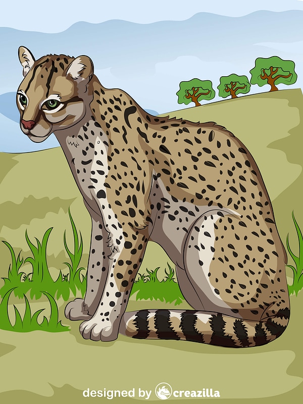 Ocelot
