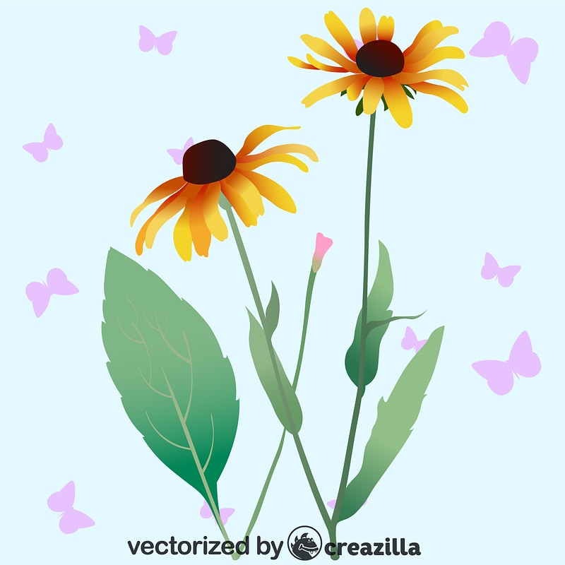 Black Eyed Susan Flower