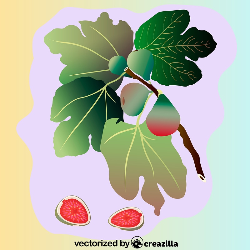 Common Fig