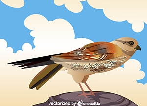 Falco Bird