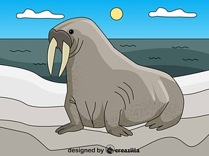 Walrus