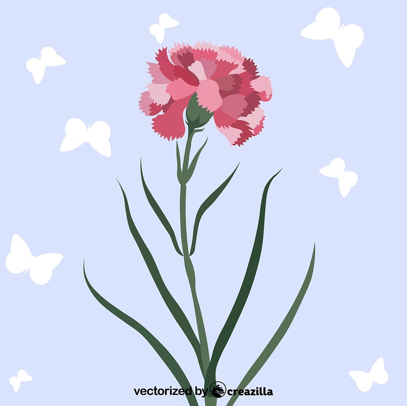 Carnation flower