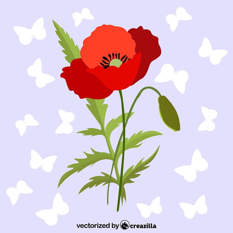 Poppy flower
