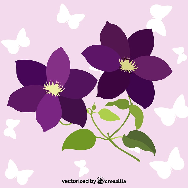 Clematis Flower