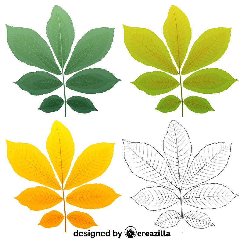 Bitternut hickory leaves