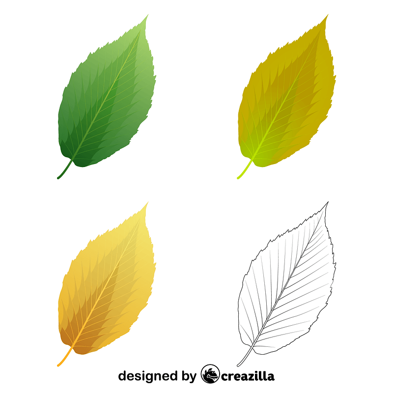 Black birch leaves