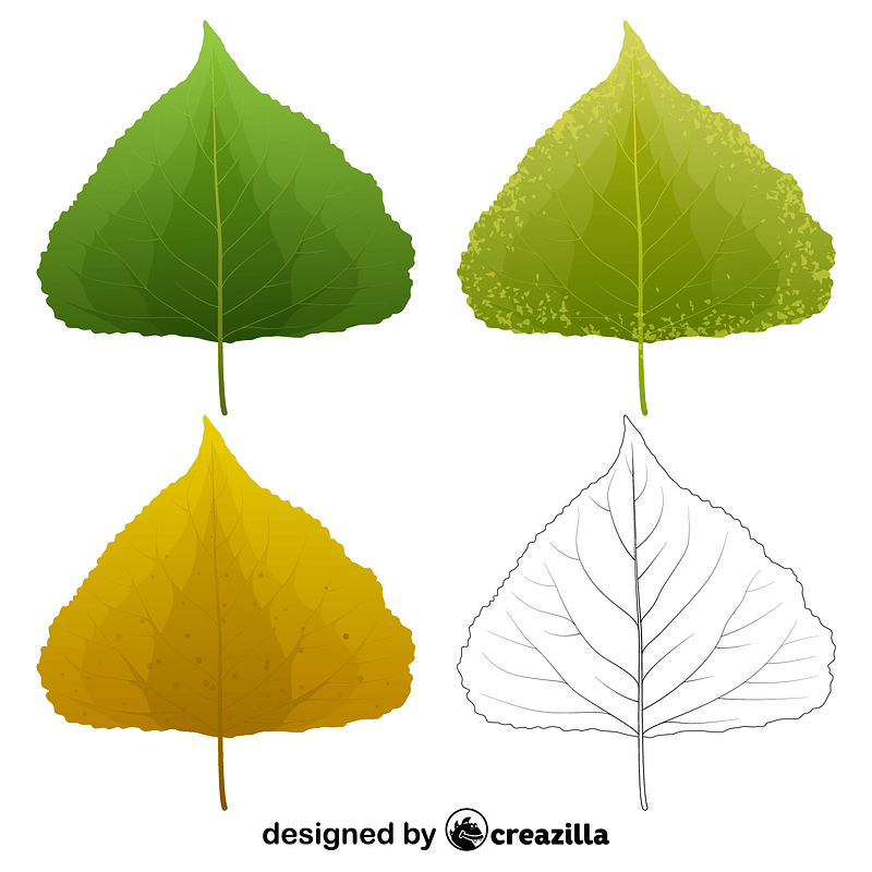 Black poplar leaves