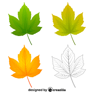 Field maple leaves