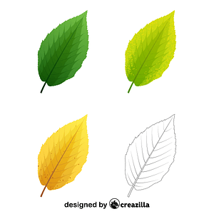 Yellow birch leaves