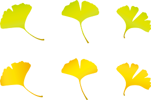 Ginkgo Leaf