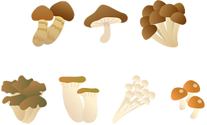 Mushroom Food