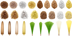 Conifer Cone Pine