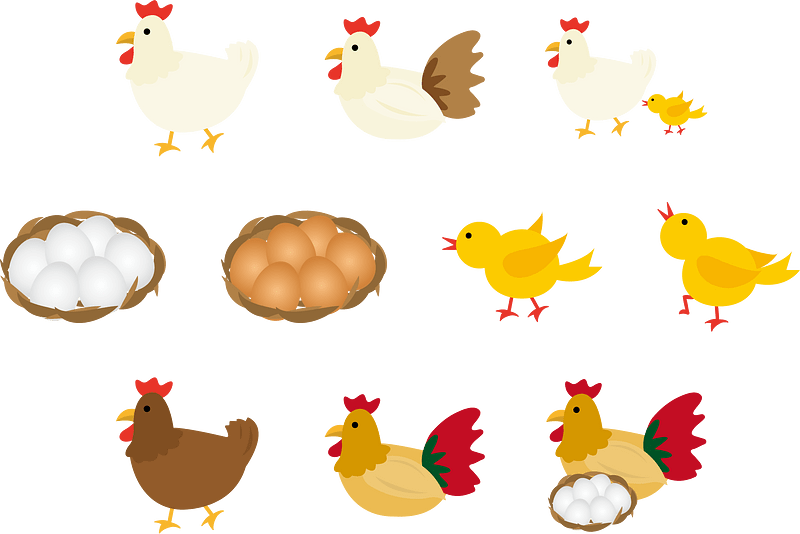 Chicken Chick Egg
