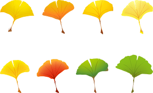 Ginkgo Leaves