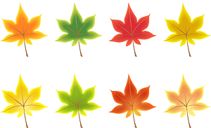 Maple Leaves