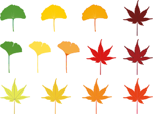 Ginkgo Maple