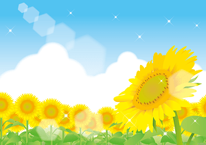 Sunflower Field Summer