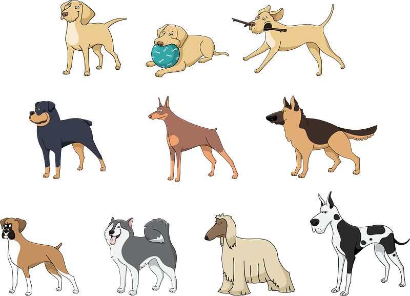 Dog Animal