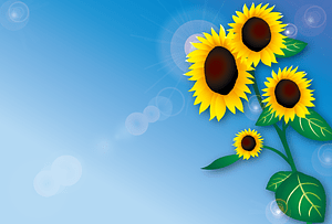 Sunflower Blue Sky