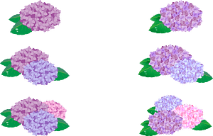 Hydrangea Flower