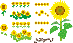 Sunflower Flower
