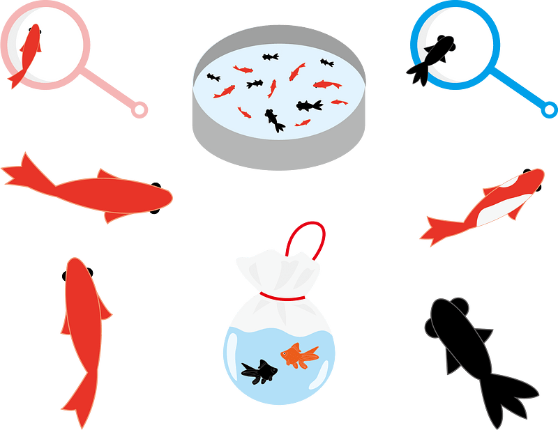 Goldfish Scooping