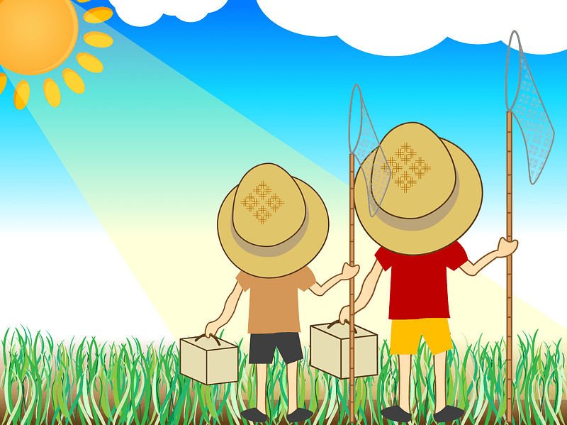 Insect Collecting