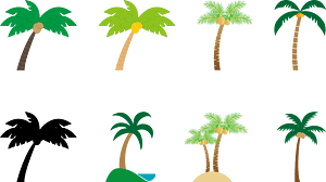 Palm Tree