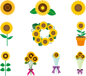 Sunflower Flower