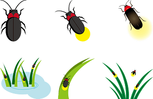 Firefly Insect
